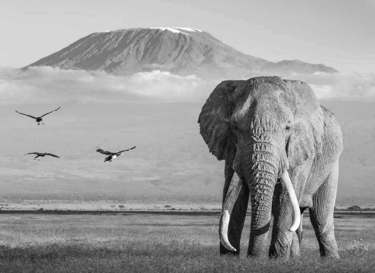 James Lewin, Icons of Africa, 2023 - Guy Hepner Editions