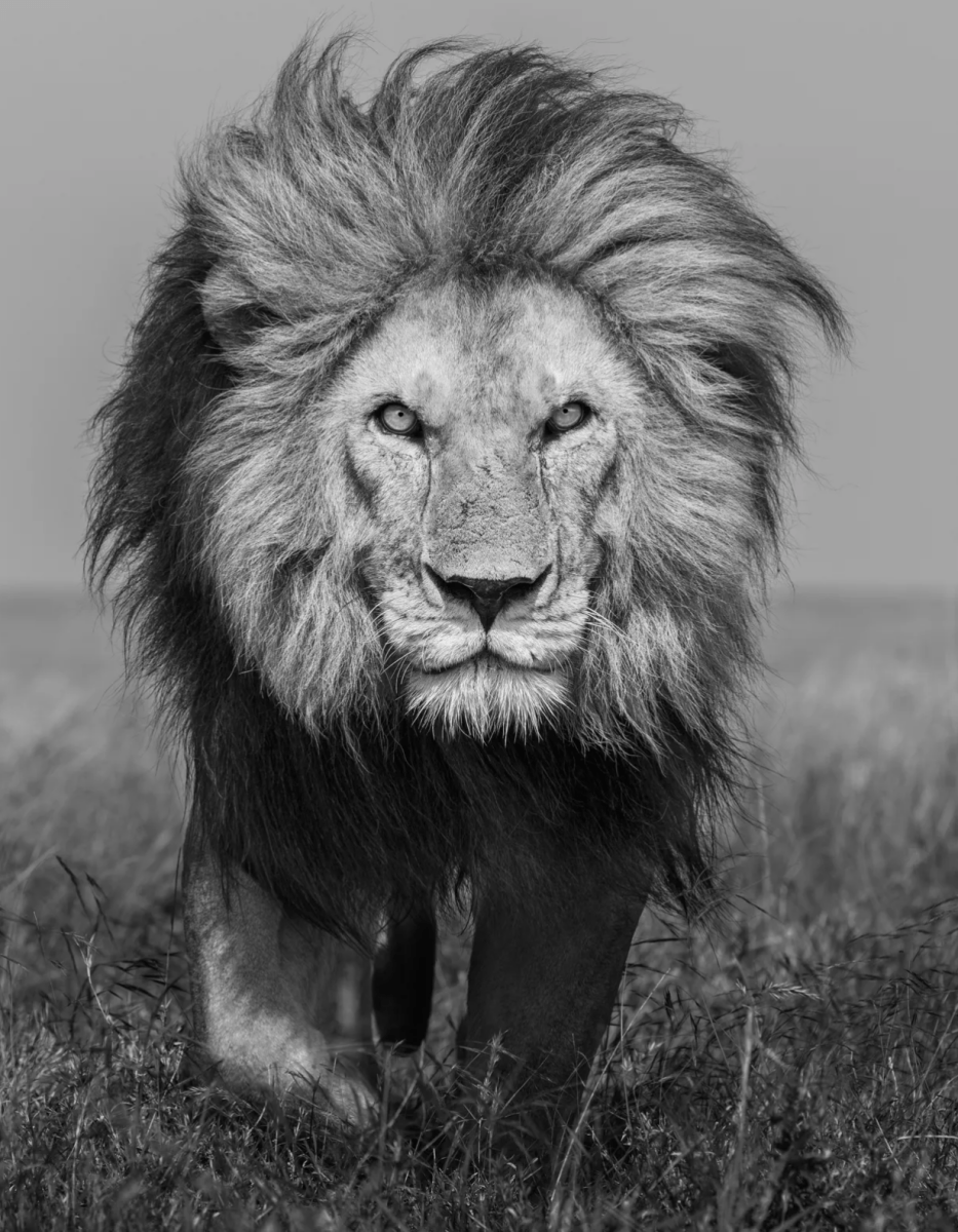 James Lewin, Bob Jr. Serengeti, Tanzania, 2021 - Guy Hepner Editions
