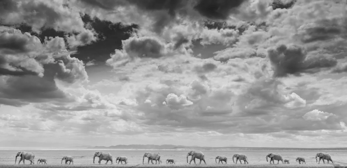James Lewin, Elephant Train, 2024 - Guy Hepner Editions