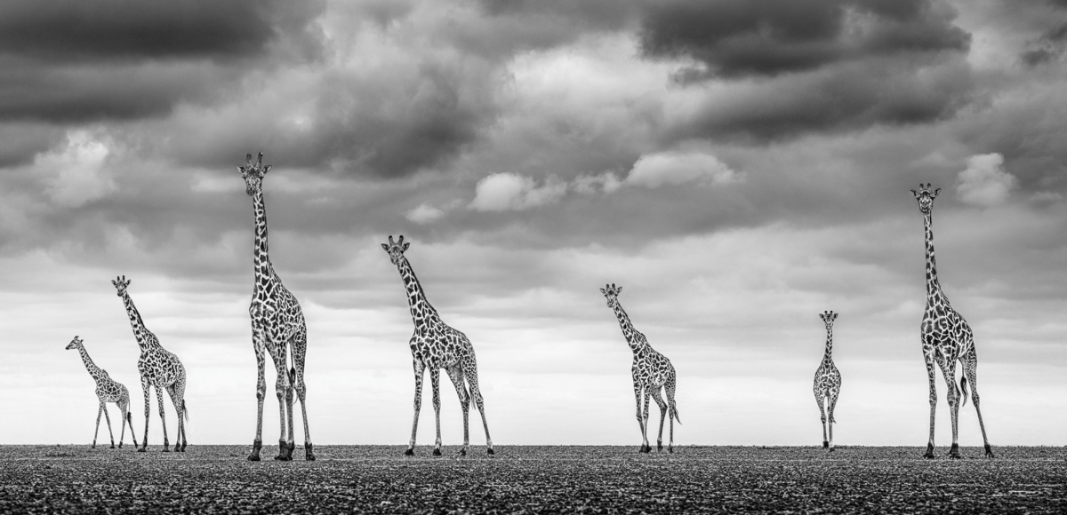 James Lewin, Giraffe City, 2022 - Guy Hepner Editions