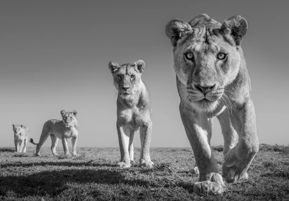 James Lewin, Land of Lions, 2023 - Guy Hepner Editions
