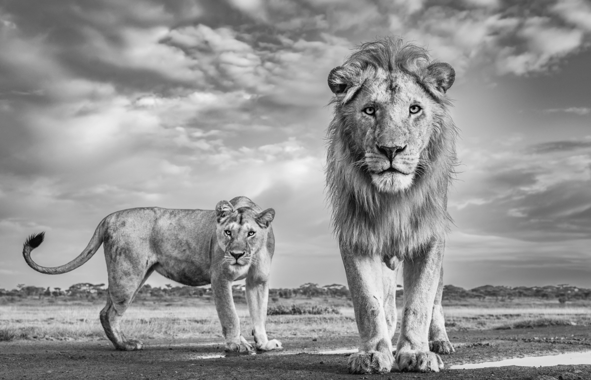 James Lewin, Our Kingdom, 2023 - Guy Hepner Editions