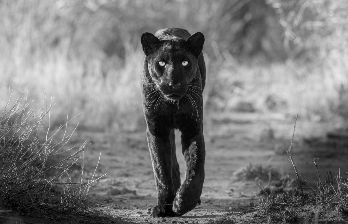 James Lewin, The Black Panther, Laikipia, Kenya, 2023 - Guy Hepner Editions