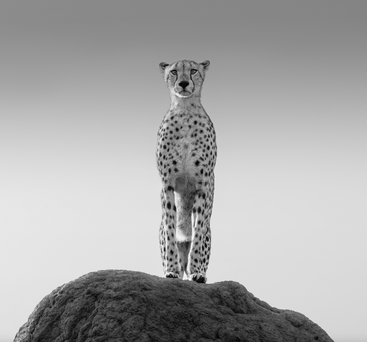 James Lewin, The Huntress of Namiri, 2021 - Guy Hepner Editions