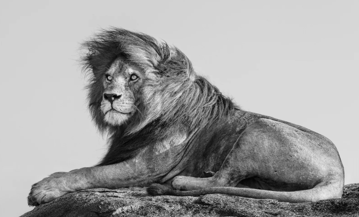 James Lewin, The King of the East, 2021 - Guy Hepner Editions