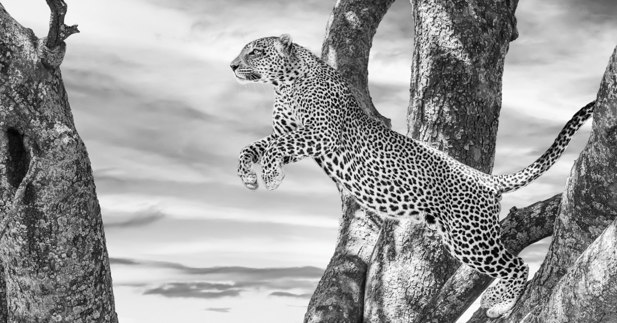 James Lewin, The Leap, 2023 - Guy Hepner Editions