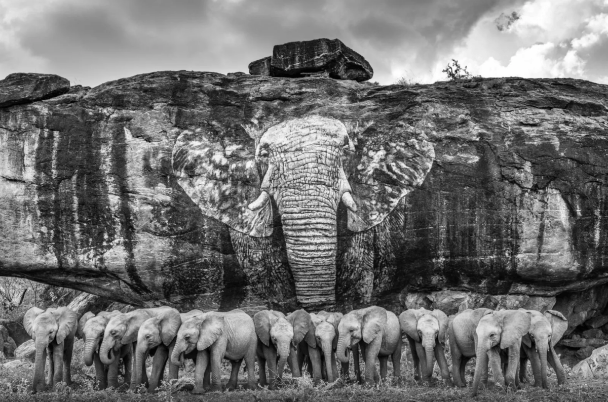 James Lewin, The Orphans of Reteti, Namunyak Conservancy, Kenya, 2022 - Guy Hepner Editions