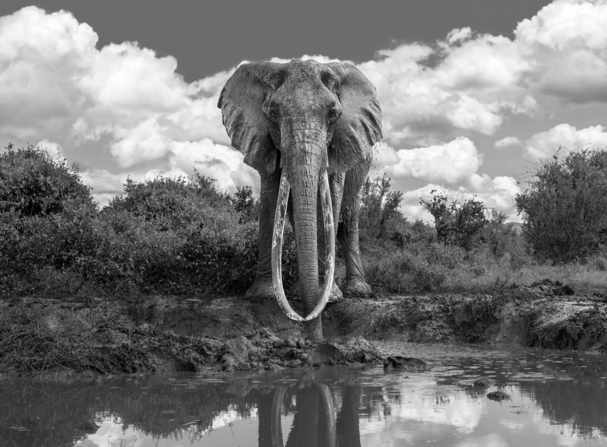 James Lewin, The Queen of Tsavo, 2021 - Guy Hepner Editions