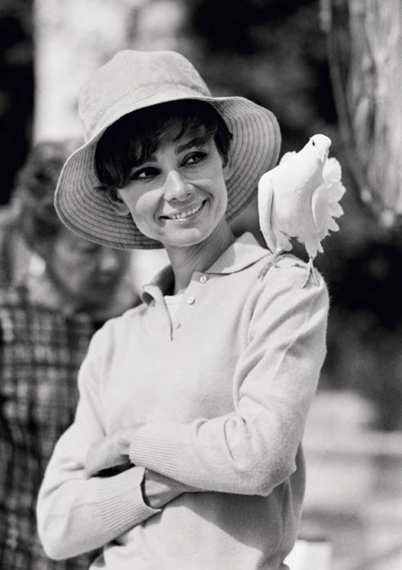 Terry O'Neill, Audrey Hepburn with Dove, view 2, 1966 - Guy Hepner Editions