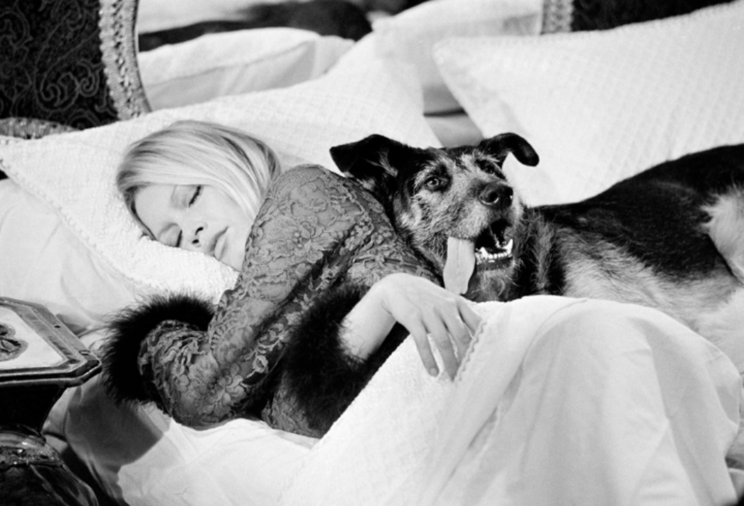 Terry O'Neill, Brigitte Bardot with Dog, 1970 - Guy Hepner Editions
